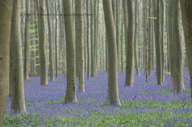 Spring in the Hallerbos