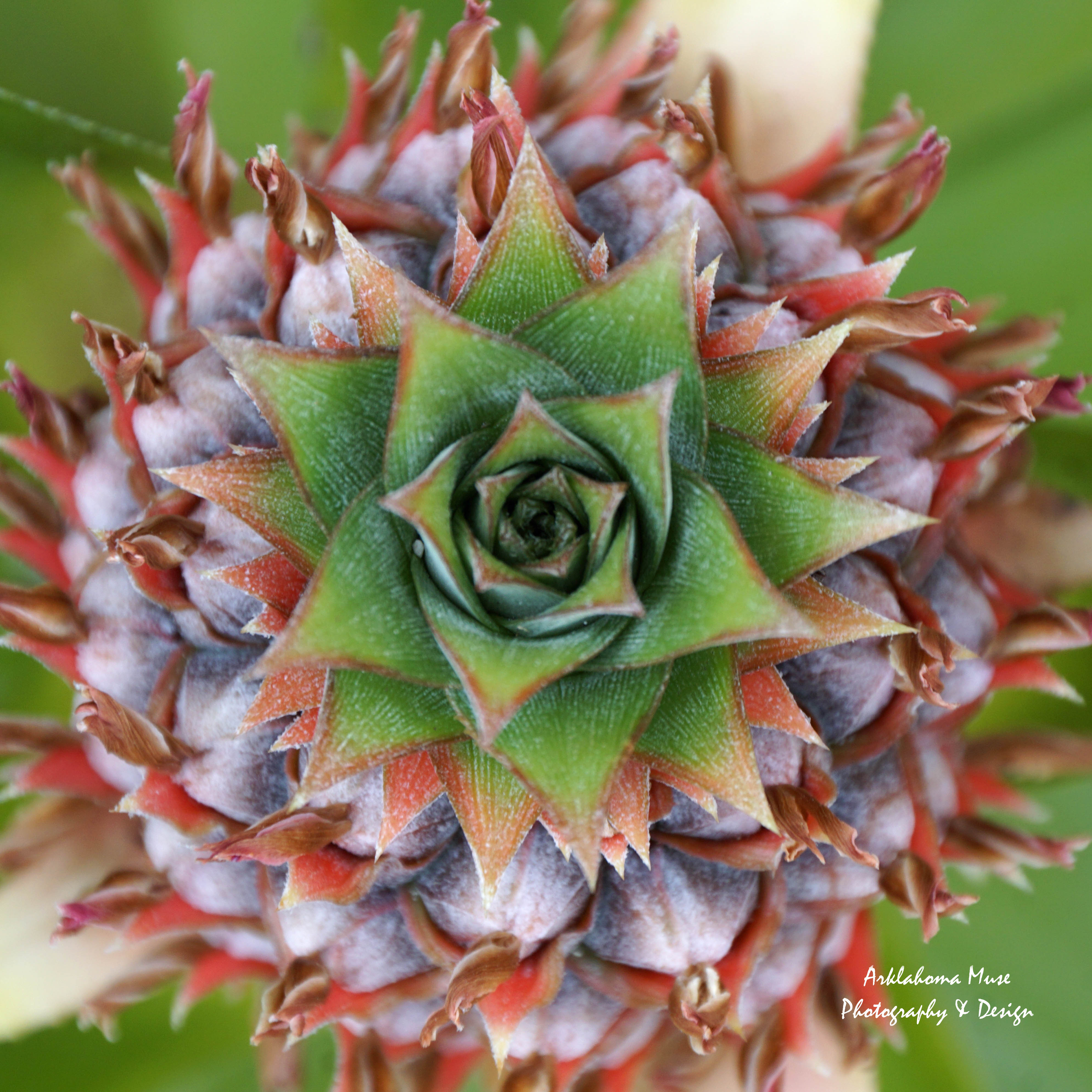Baby Pineapple From Above