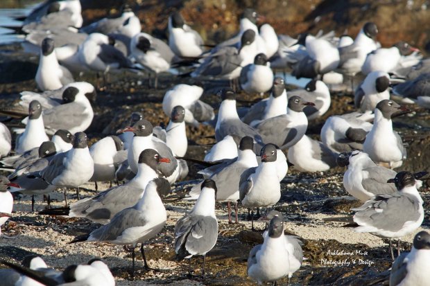 Holiday Crowds in Nassau