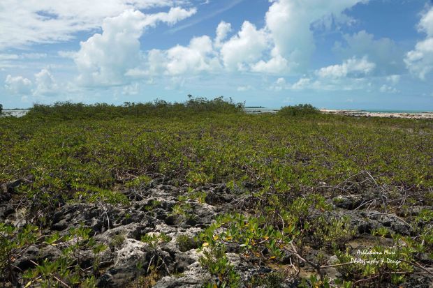 Young Mangrove at Low Tide