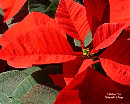Poinsetta