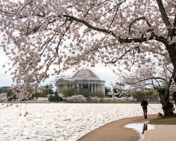 Jefferson Memorial, cherry blossoms, tidal basin, spring, Washington, DC